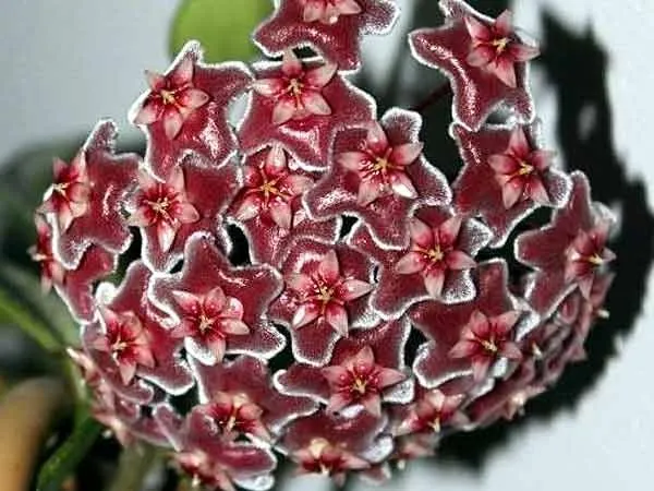Flor de cera porto Alegre RS Hoya pubicalyx red ou pink splash 