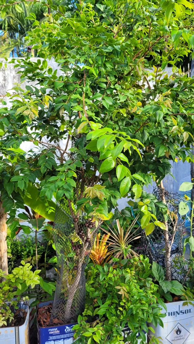 Pe de Jabuticaba 