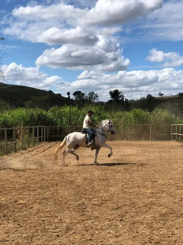 Cavalo Mangalarga Marchador 