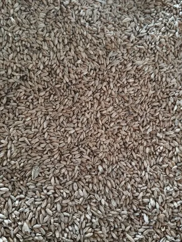 Triticale 