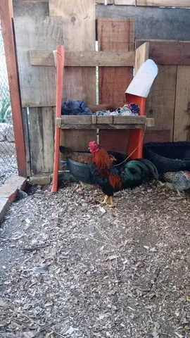 Vendo 