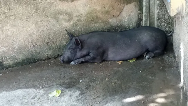 Vendo uma leitoa caipira 20 o kg vivo