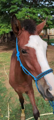 Potro mangalarga 