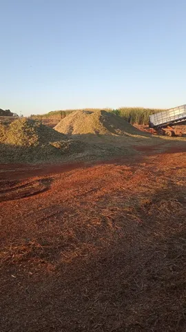 Silagem de capiacu 
