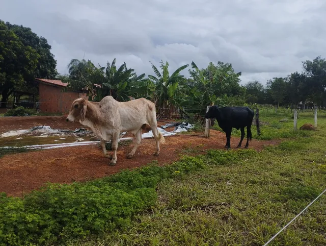 Tourinho Gir + Tabapuã 