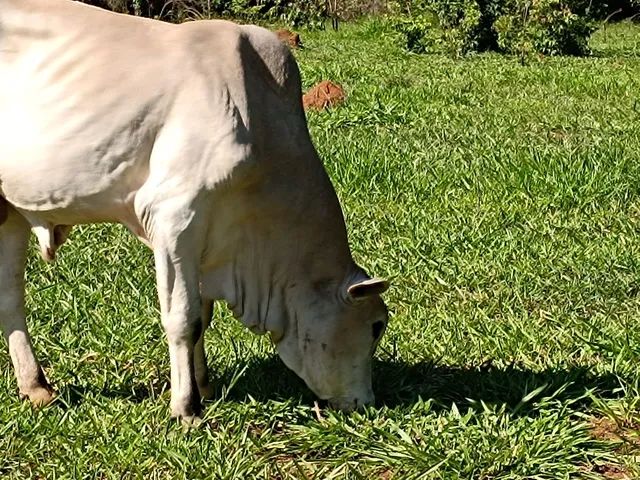 Tourinho 