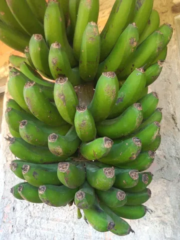 Cacho de banana nanica