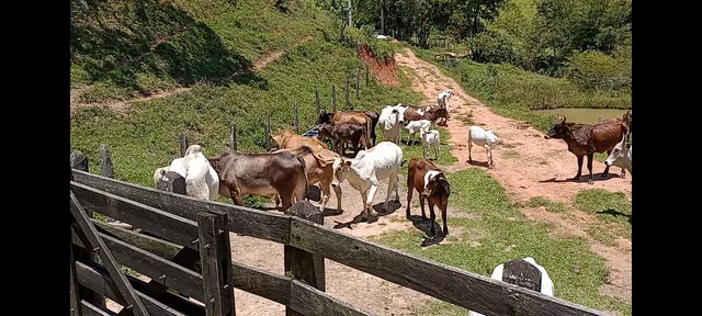 Vendo gado 