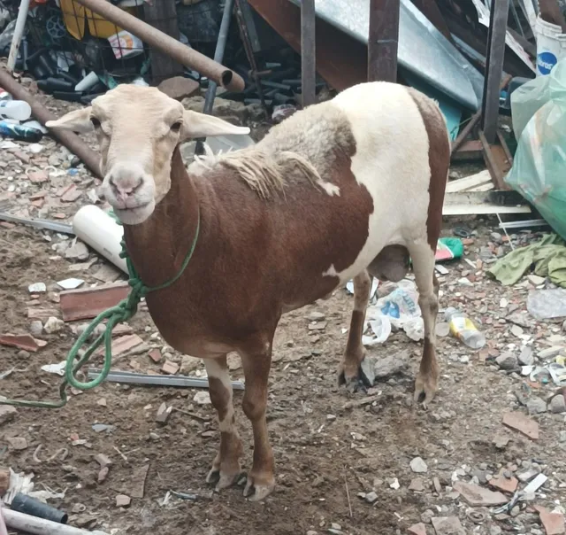 Carneiro