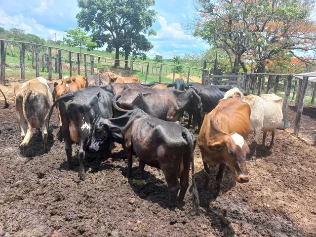 Vendo ou troco gado leiteiro curral fechado vacas rusticas seis anos de seleção extra