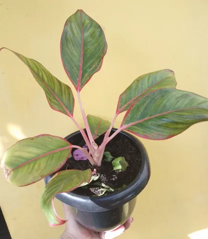 Plantas naturais