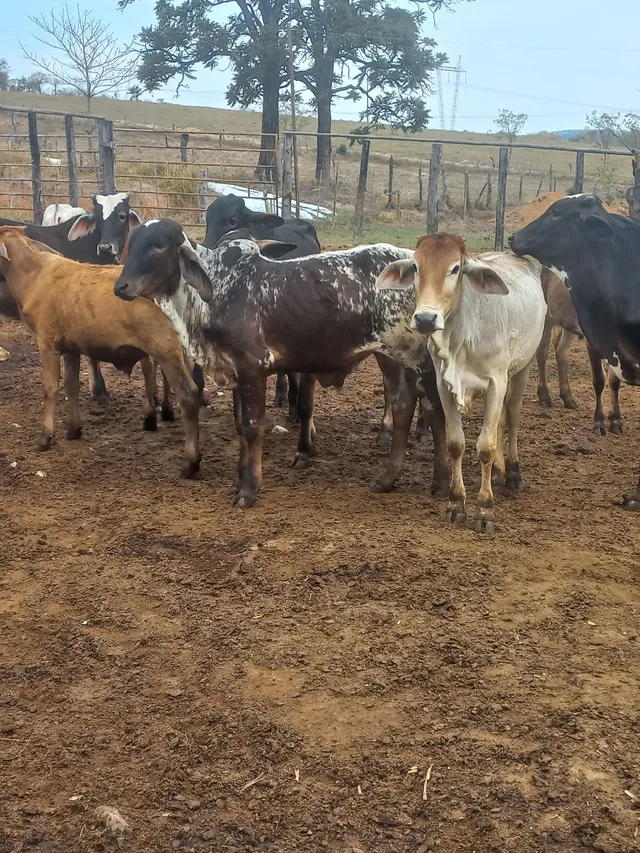  bezerros extras vendo ou troco em vacas ou novilhas leiteiras 