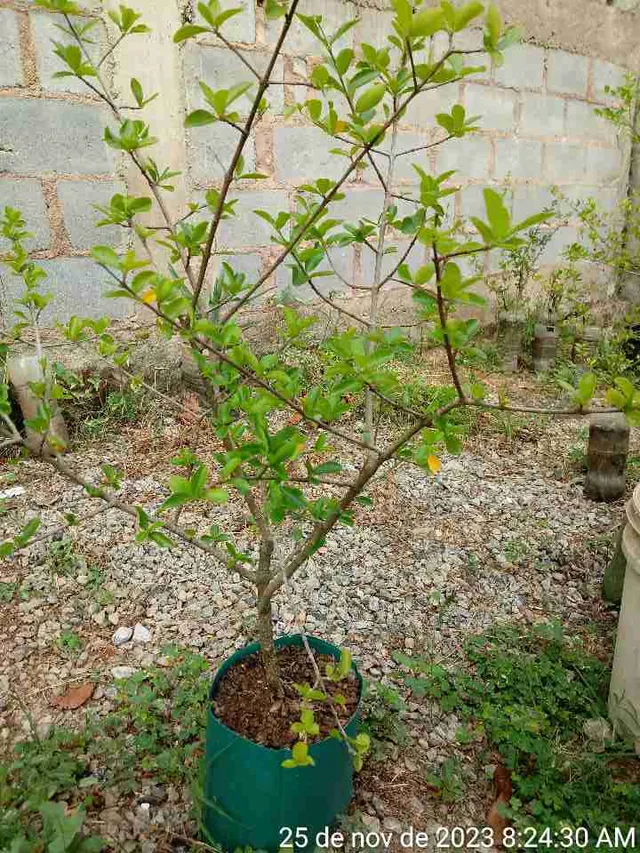 Mudas de acerola 25,00
