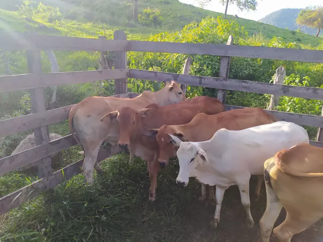 Bezerras a venda.