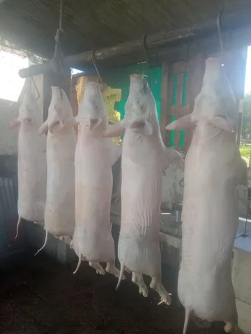 Leitão caipira 
