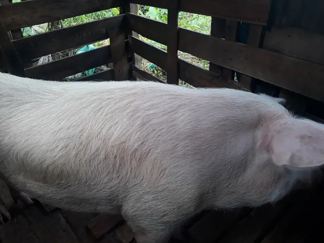Porco de raça 