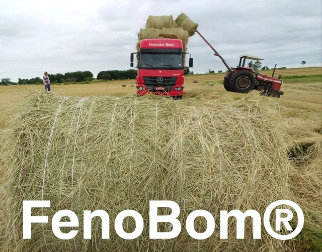 FENO BOM DICTYONEURA 