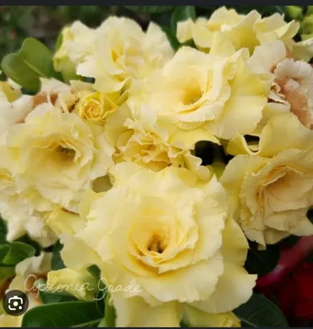 Rosa do deserto 