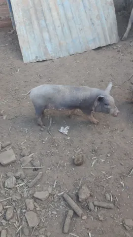 Porquinhos ou leitões 