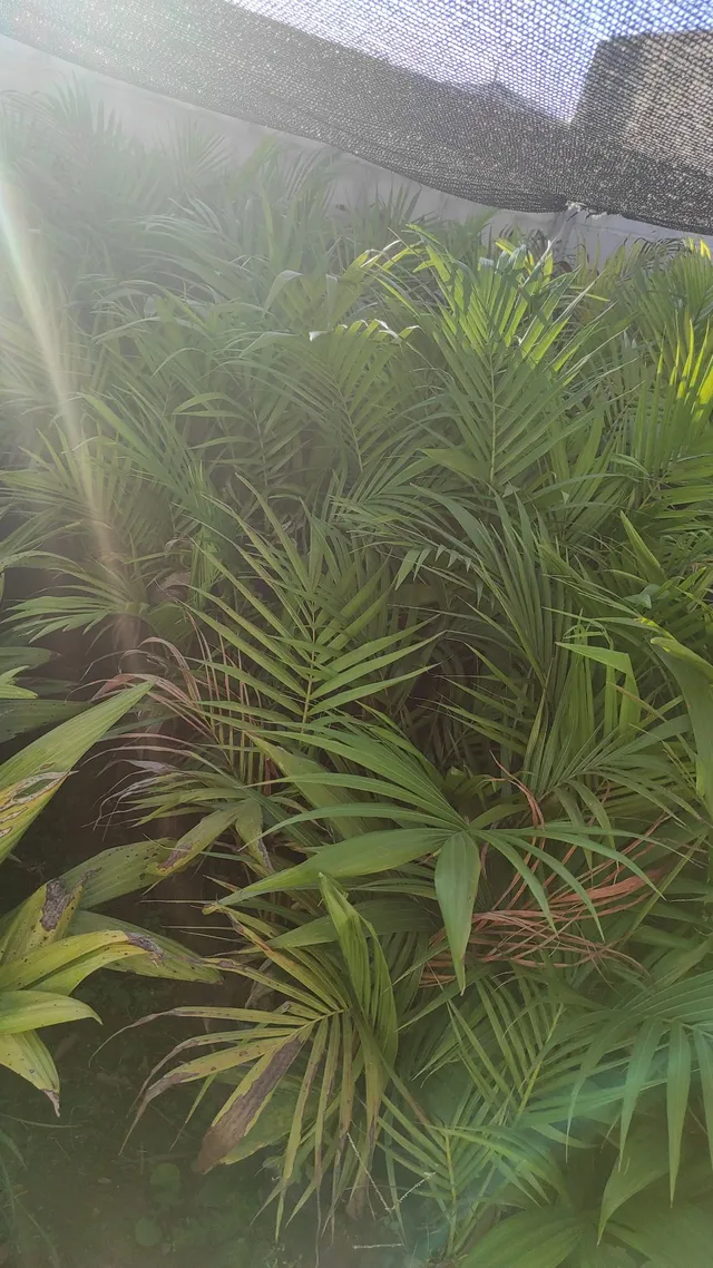 Mudas de Palmeiras e algumas frutas ipê preço no atacado