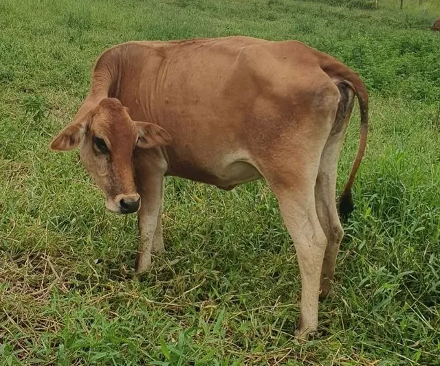 Gado a venda