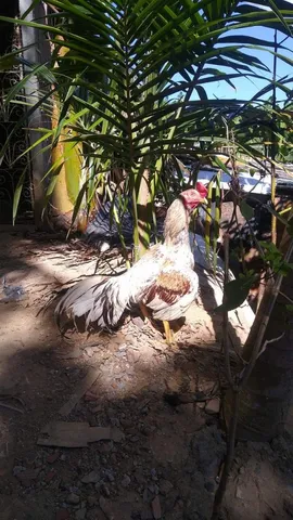 Galo de raça 200 cada