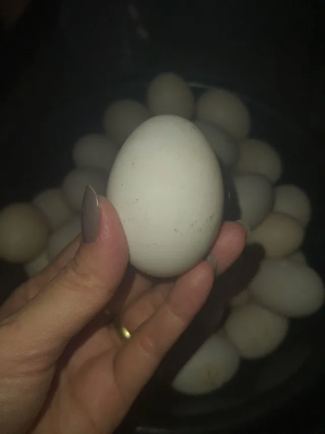 Vendo ovos de Patas galados