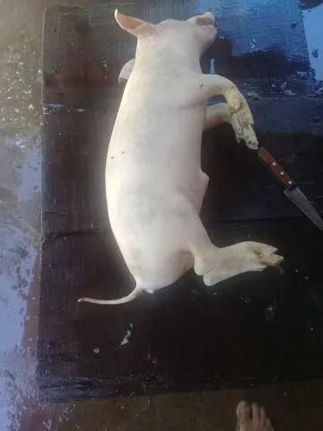 Leitoa caipira 