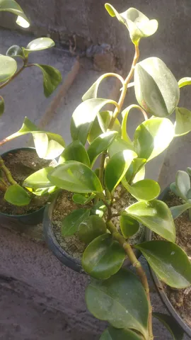 MUDAS DE PLANTAS 3,00 