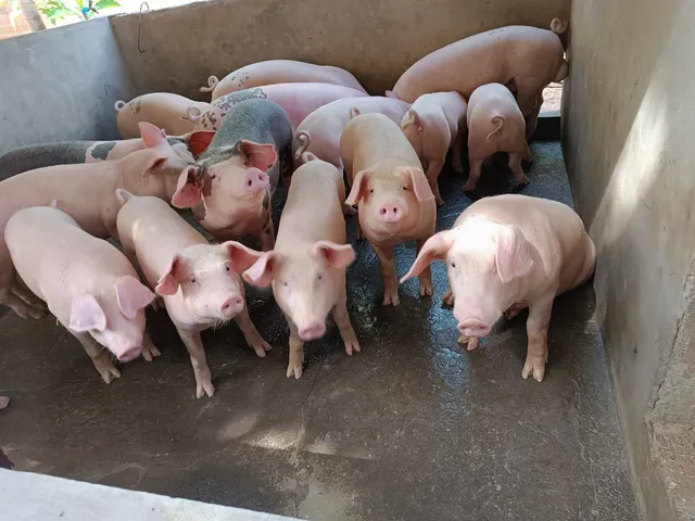 Suínos a venda 