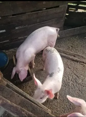 Vende-se 12 leitões no ponto de abate e mais duas porcas grandes