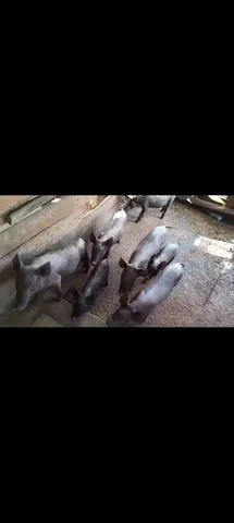 Leitão quase no.ponto 