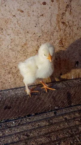 Pintinhos Brahma 