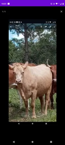 Vaca 