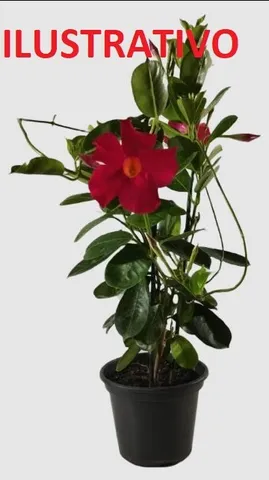 Muda de planta trepadeira Dipladênia flor na cor vermelha