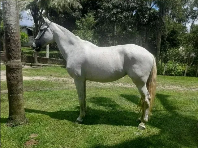 Égua De Sela, Charrete E Carroça Andaluz 