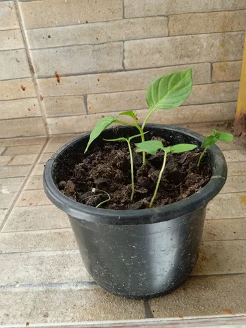 Mudas de Pimenta de cheiro,da que arde 
