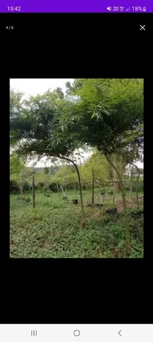 Bambu mosso 
