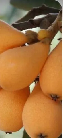 Ameixa amarela