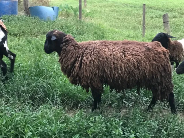Carneira (ovelha)