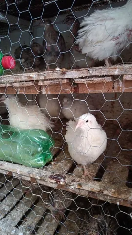 Vendo codorna gigante 
