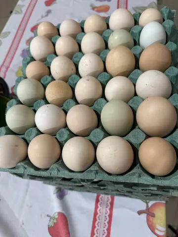 Ovos caipira férteis 