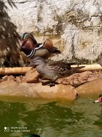 Marreco mandarim casal
