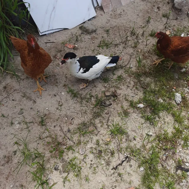 Vendo ovos de pata 