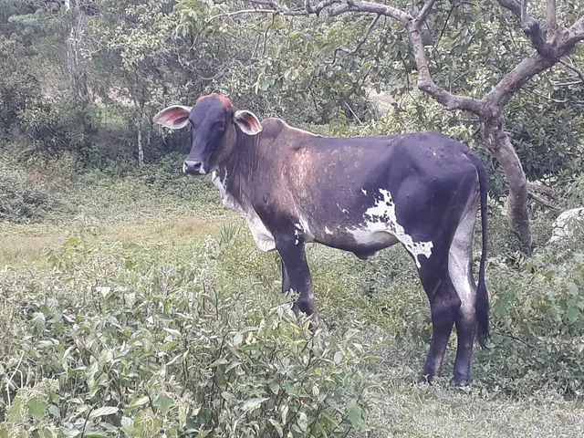 Vendo ou troco Bezerra nelore pintada 