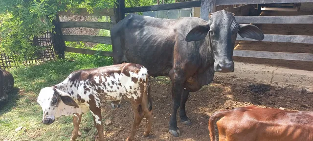 Vendo 15 vacas e 1 boi