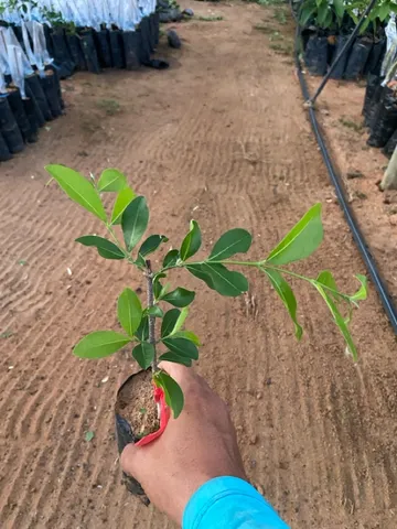 Mudas de acerola 