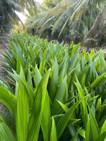 Mudas de coco