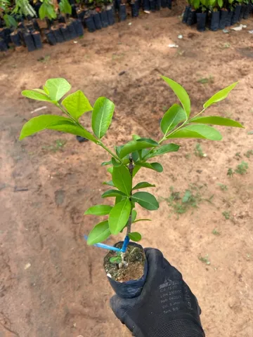 Mudas de acerola