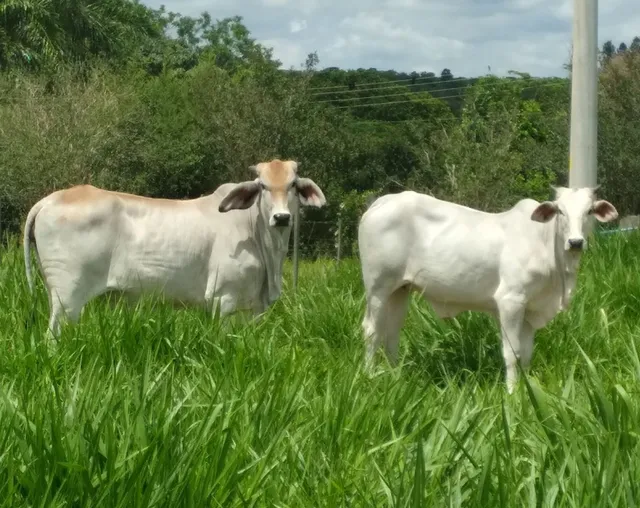 Novinhas cruzera 